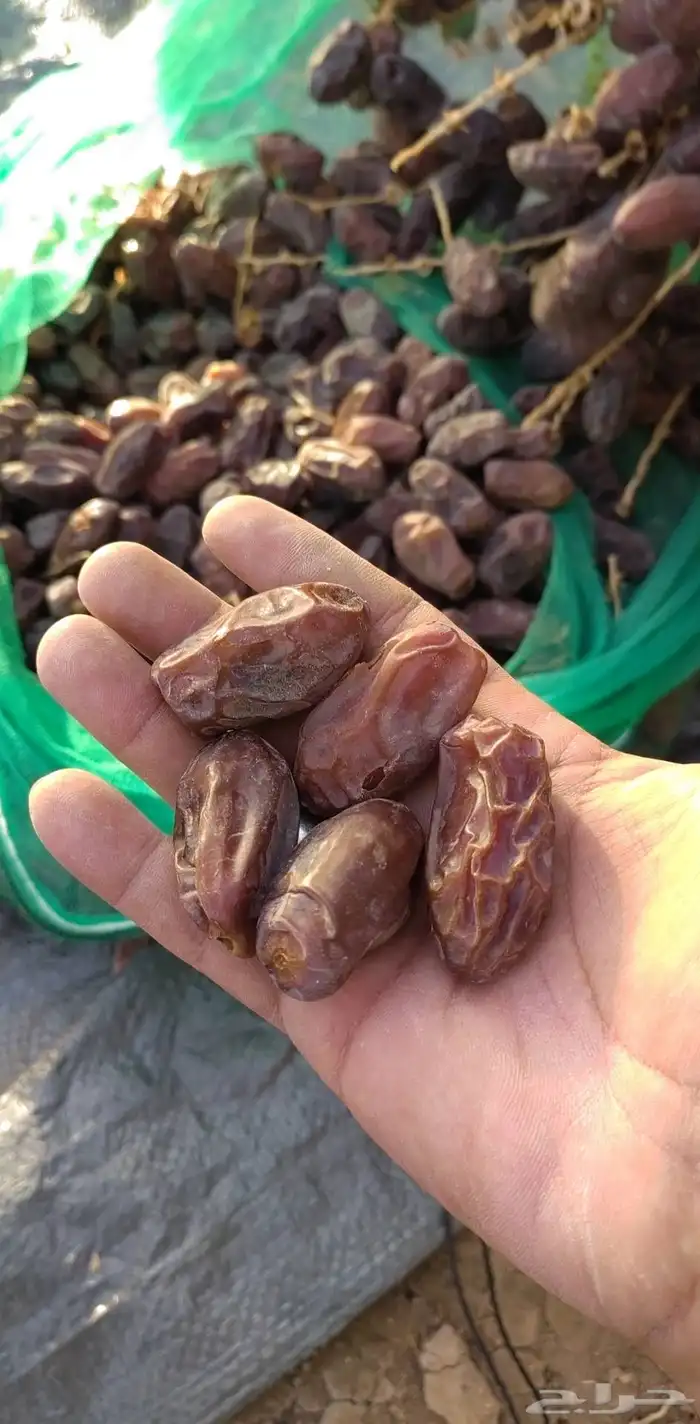 تمر خضري وخلاص 0