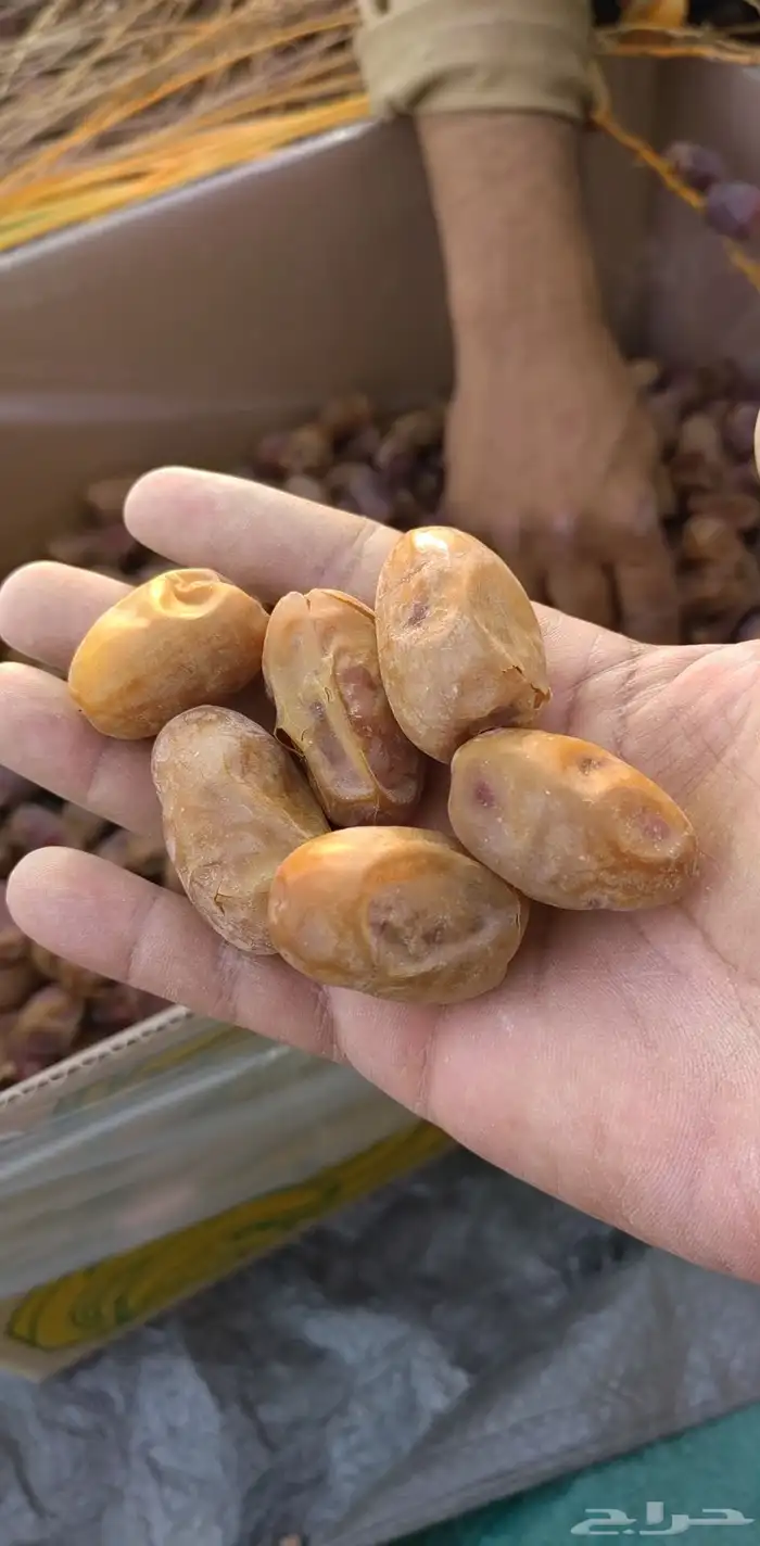 تمر خضري وخلاص 1