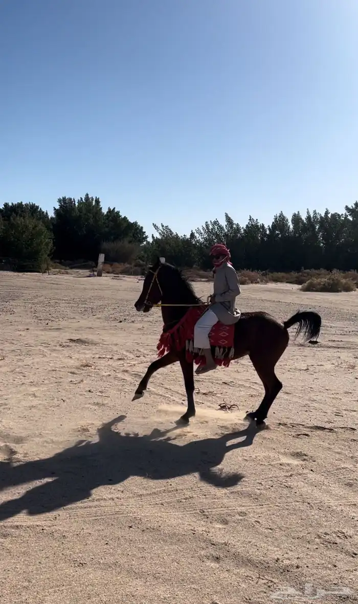 حصان شعبي. هادي مع الهادي وحار مع الحار 3