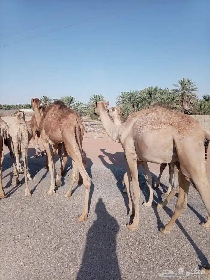 قعدان صومالية مفاريد للبيع وبسعر ممتاز للجملة 0