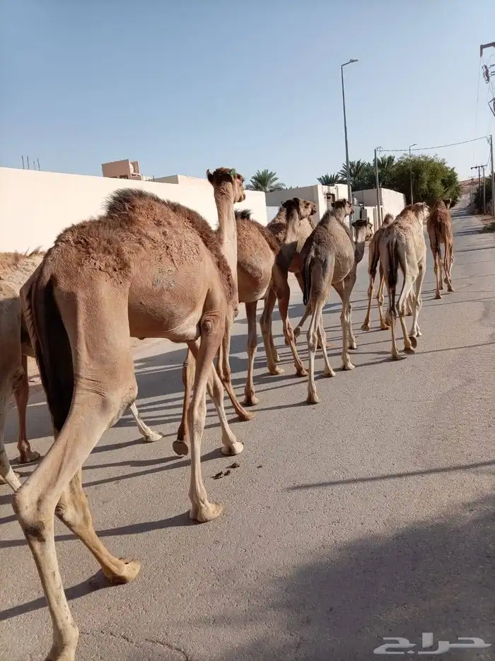 قعدان صومالية مفاريد للبيع وبسعر ممتاز للجملة 4