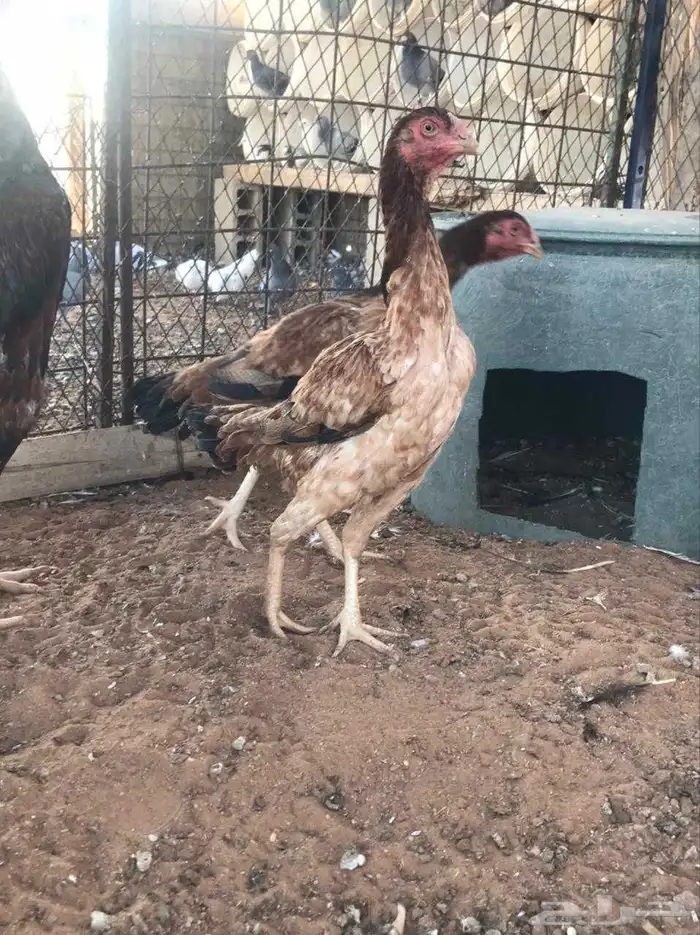 طقم شامو الماني 5