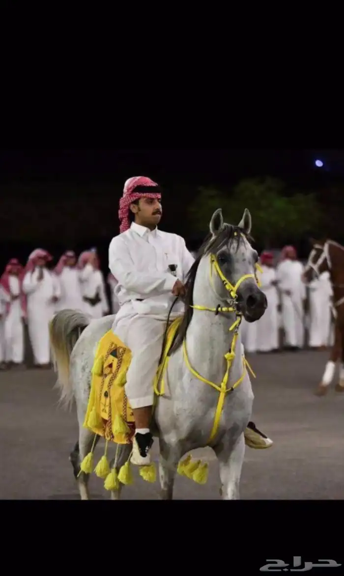 حصان واهو 0