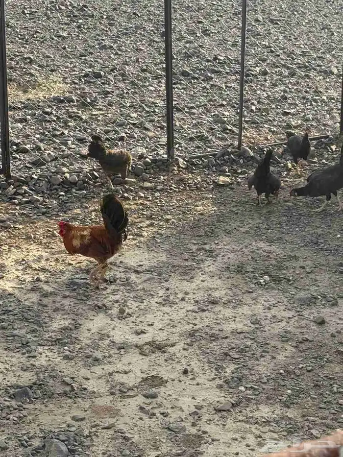 دجاج بلدي 0