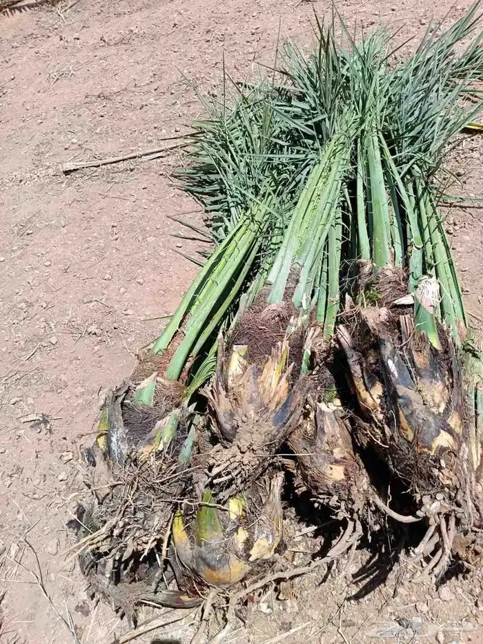 يوجد لدينا نخل عربي ونخل وشنطني 1