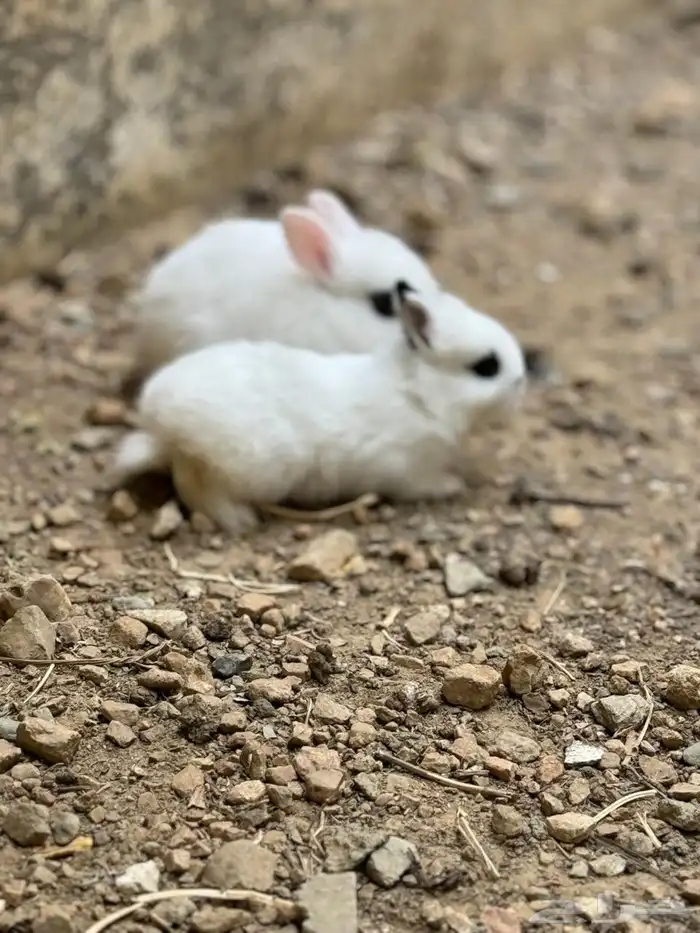 فروخ أرانب قزم 6