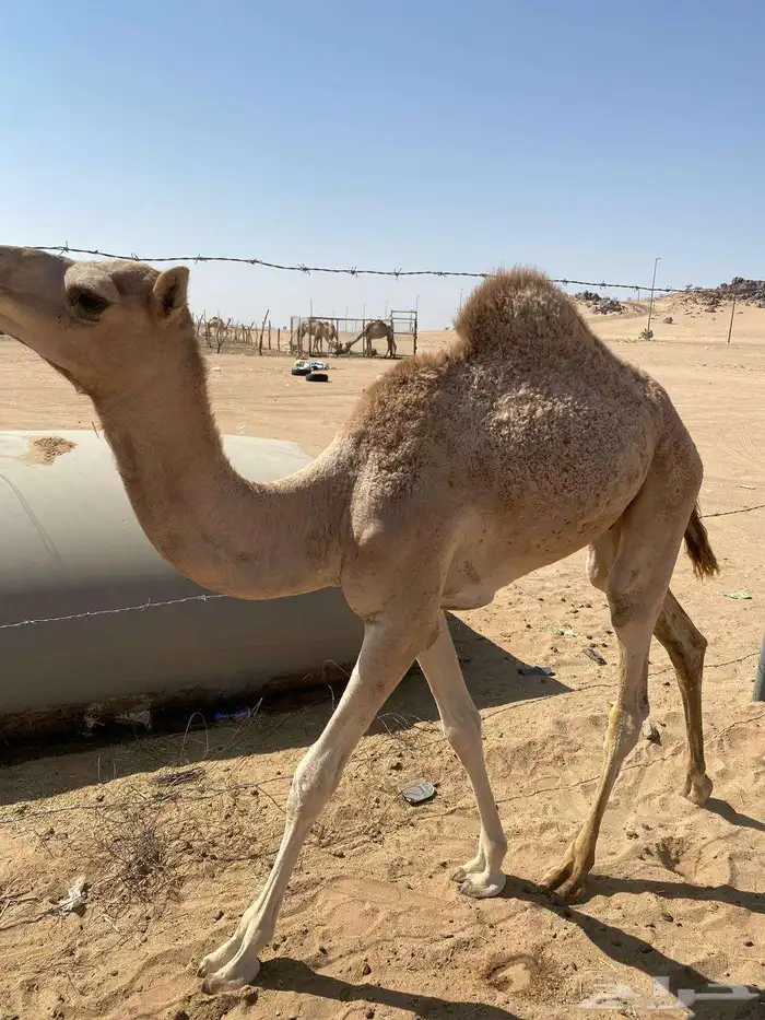 مفرود مكنسل 4