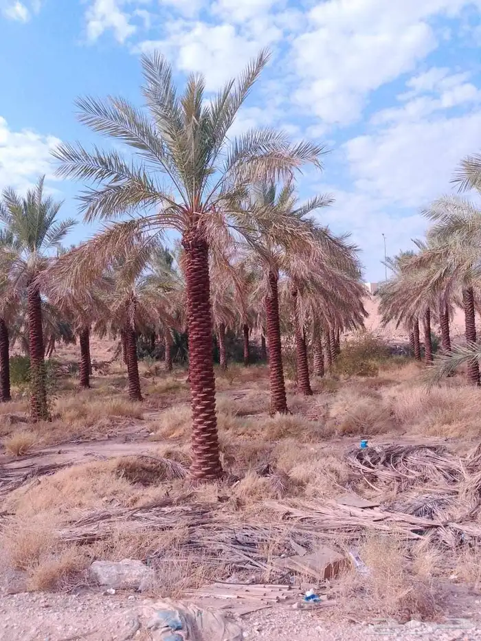 نخيل_مثمر_بجميع_انواعه_ومقاسته_المختلفه 7