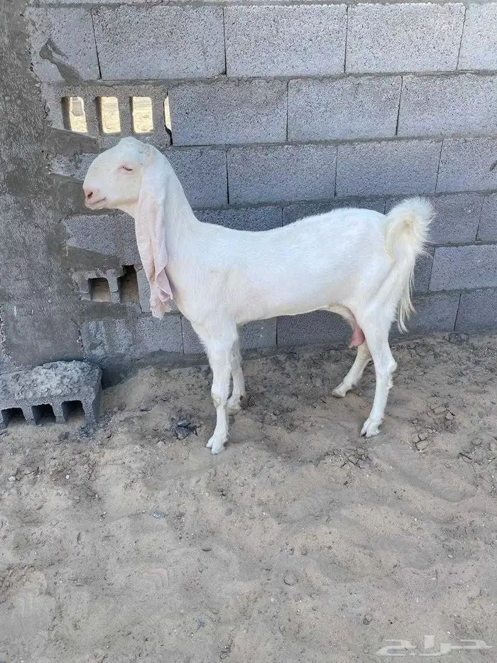 عنز هولنديه خصم 0