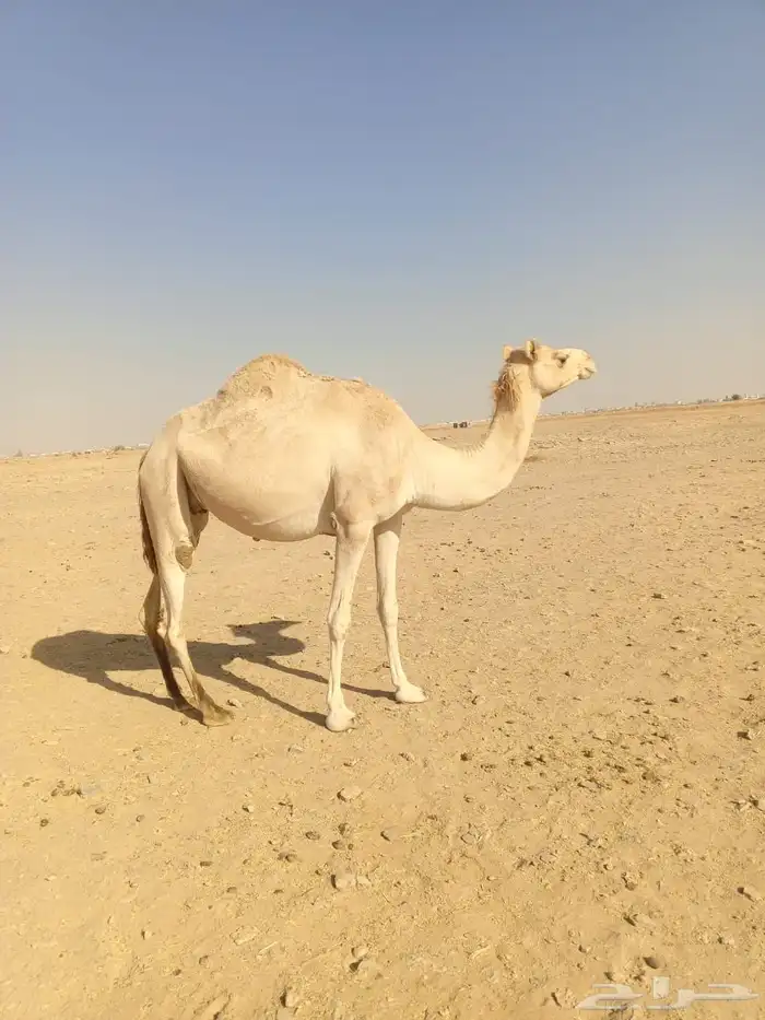 ناقه لقحه 0