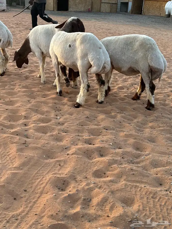 7 بفحلها كلها اعمارها من 6 شهور وفوق محلقه جاهزه 4