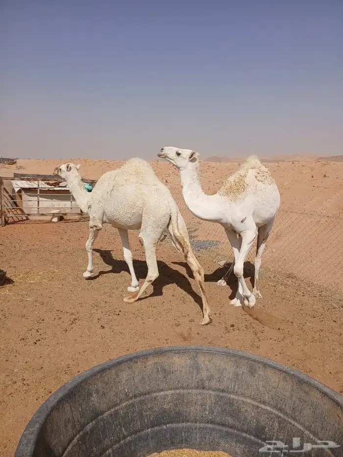 عرضين نياق وبكار للبيع ارجوا قراءة الاعلان كاملا  وبتركيز 28