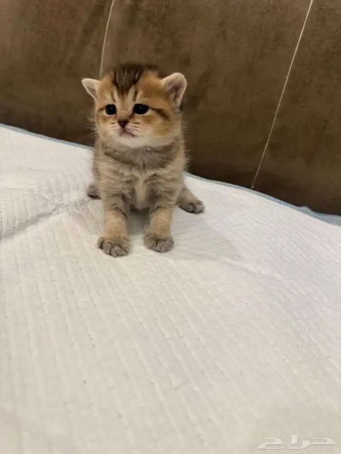 سكوتش اناث للبيع 3