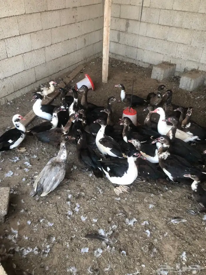 بط مصري للبيع 0