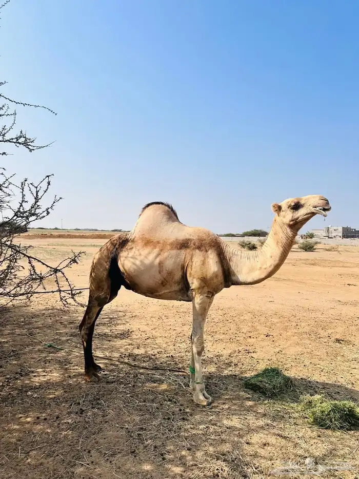 ناقه اركيه 0