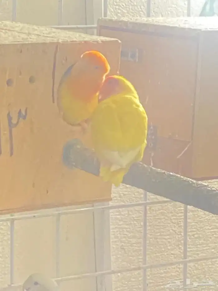 جوز روز 1