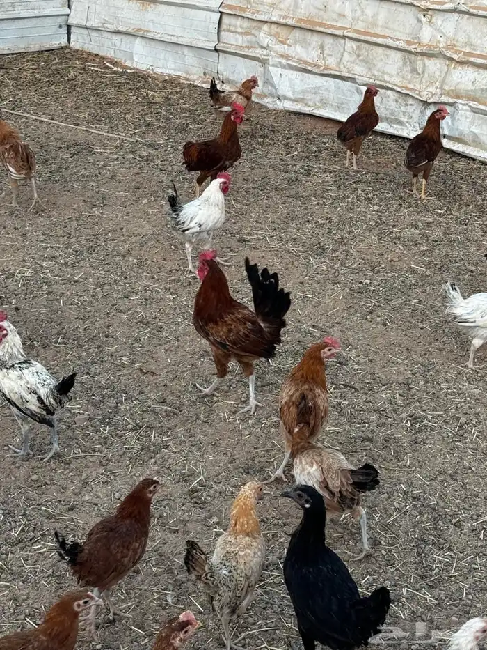 دياكه بلدي 2