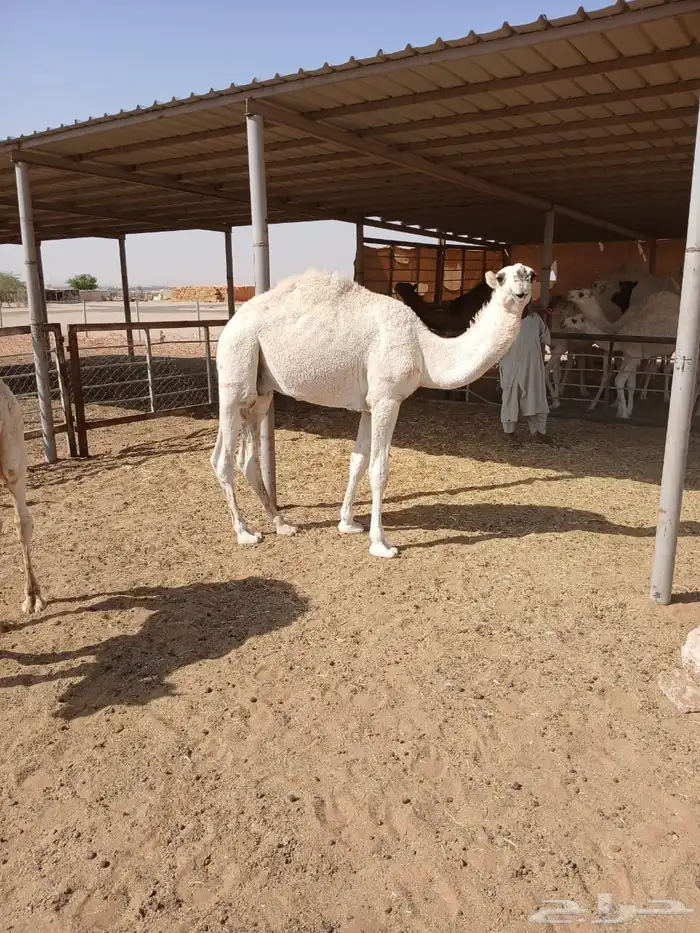 عرضين قعدان وضح 3