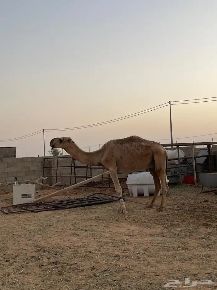 بعير للبيع 2