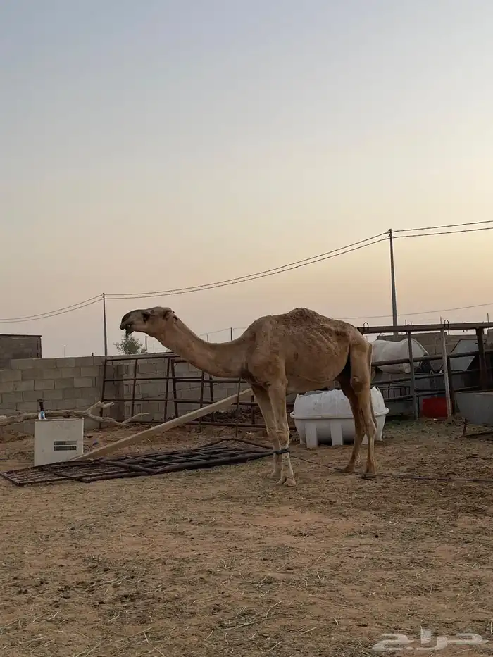 بعير للبيع 6