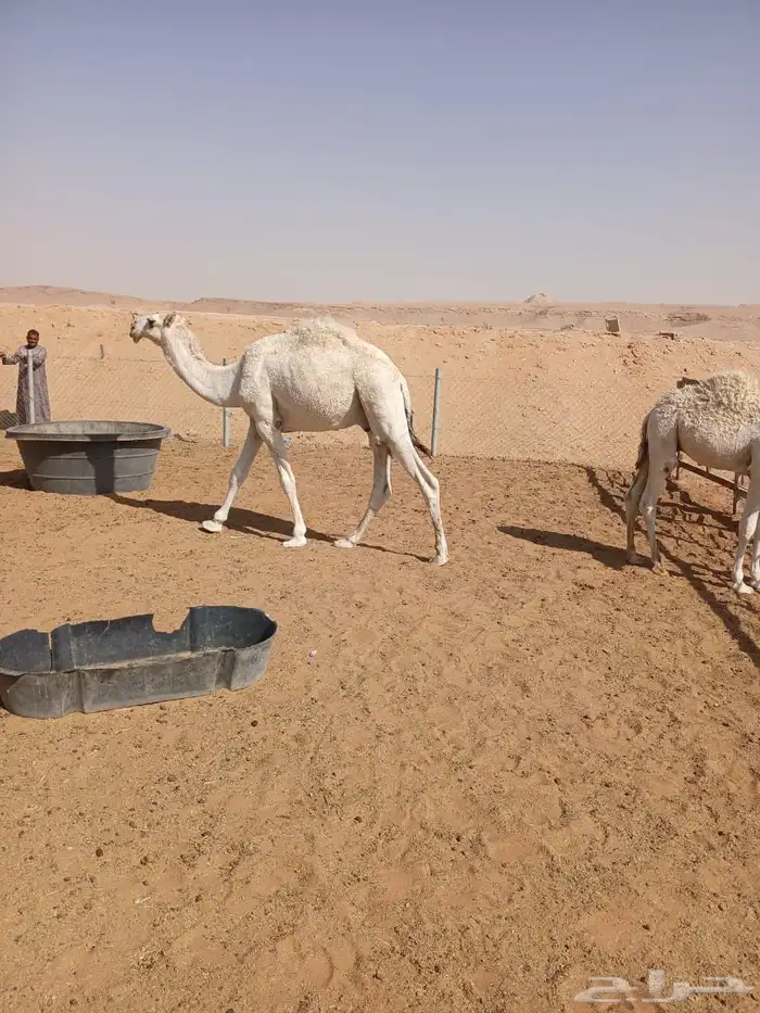 عرضين قعدان وضح 0