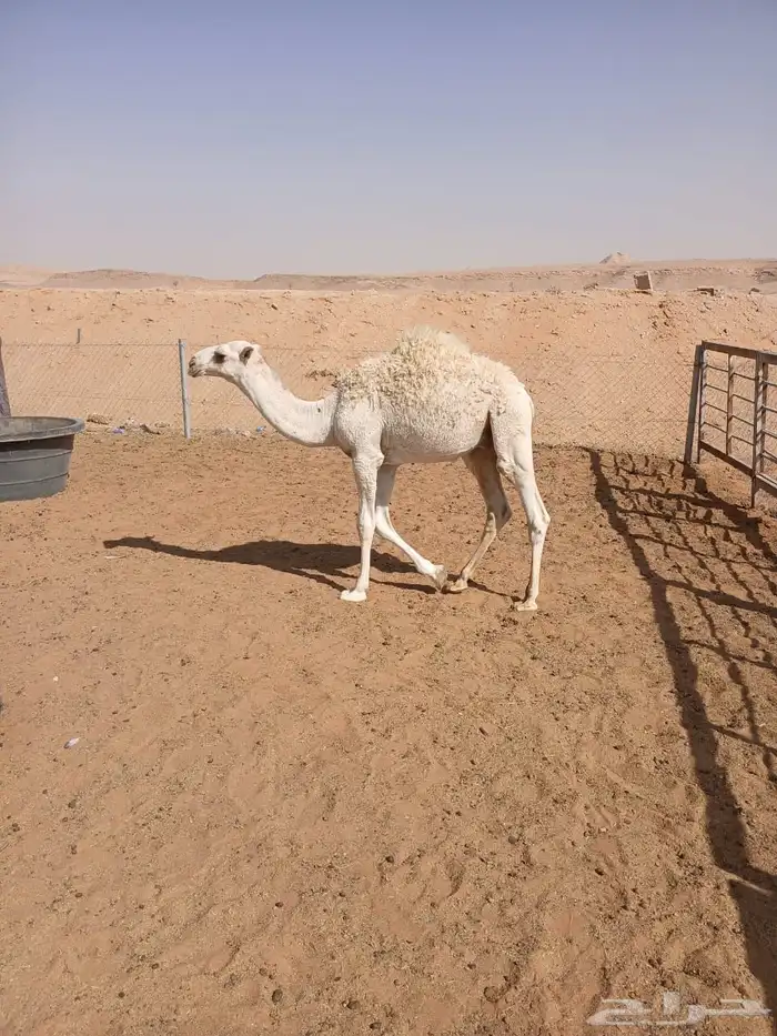 عرضين قعدان وضح 8