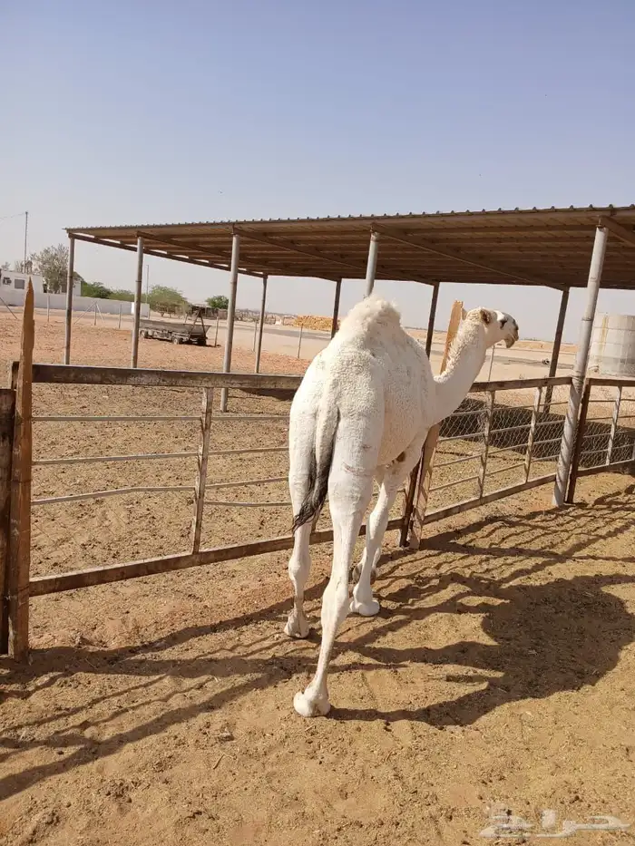 عرضين قعدان وضح 12