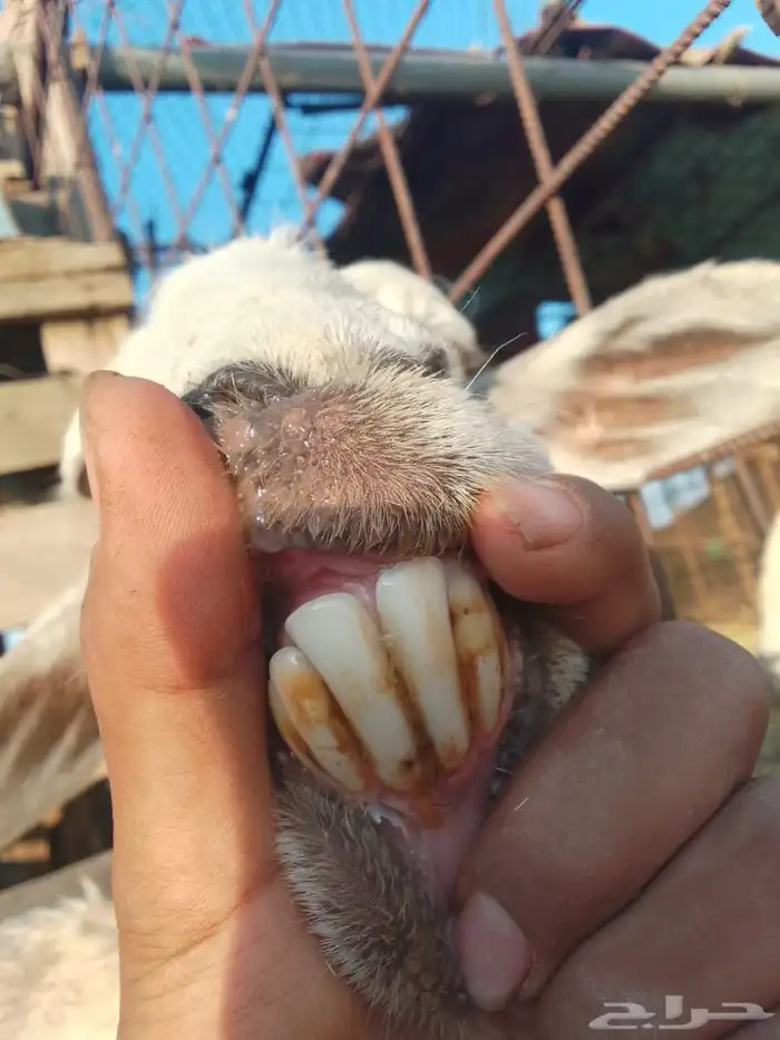 حريه رباع 2