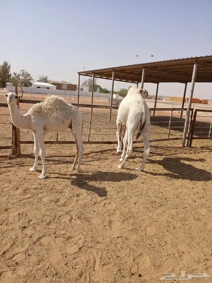 عرضين قعدان وضح 9