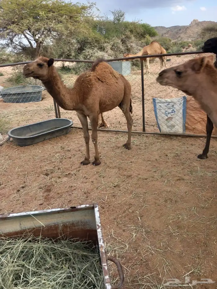 قعدان 1