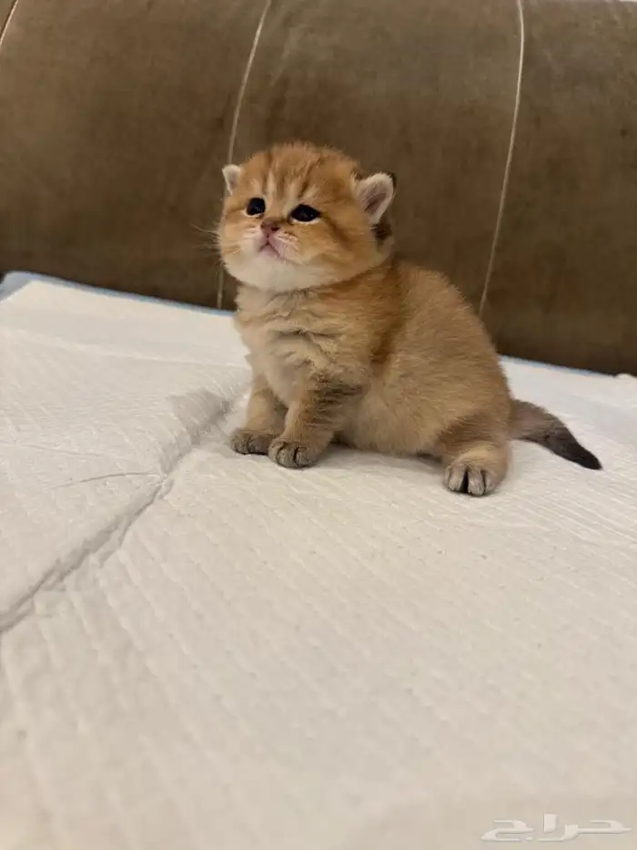 سكوتش اناث للبيع 0