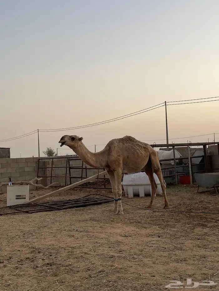 بعير للبيع 3
