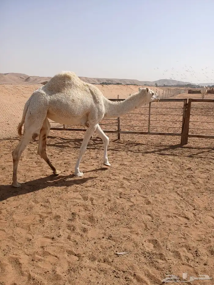 عرضين نياق وبكار للبيع ارجوا قراءة الاعلان كاملا  وبتركيز 15