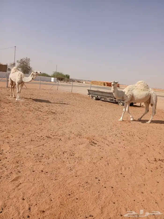 عرضين نياق وبكار للبيع ارجوا قراءة الاعلان كاملا  وبتركيز 8