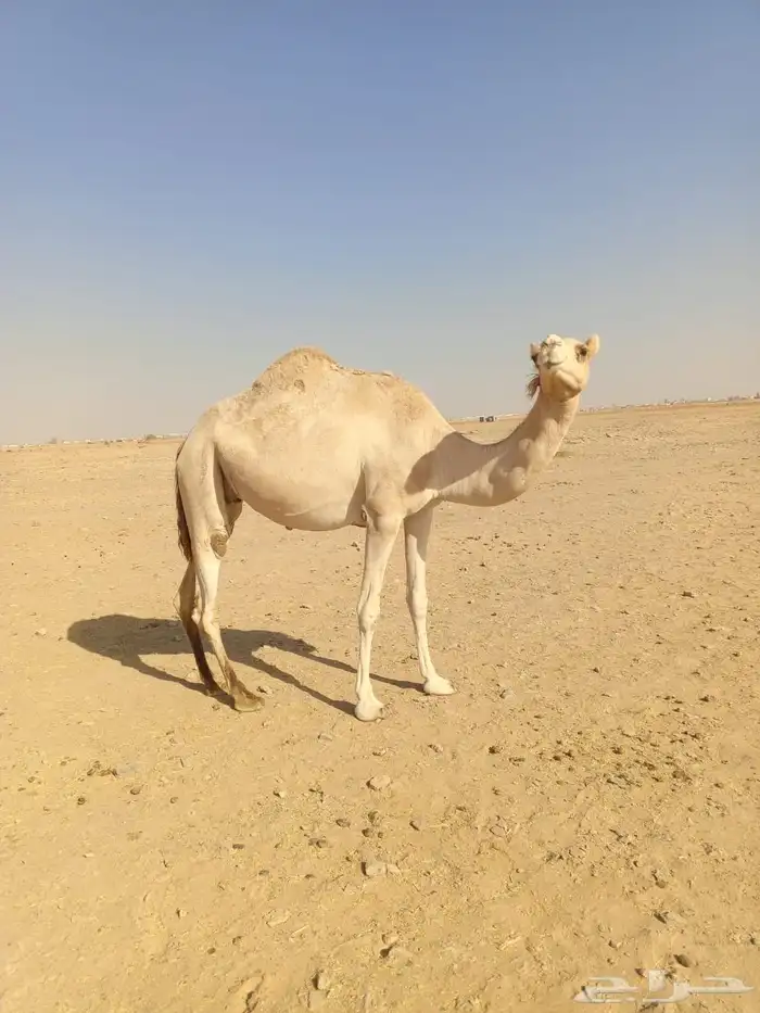 ناقه لقحه 1