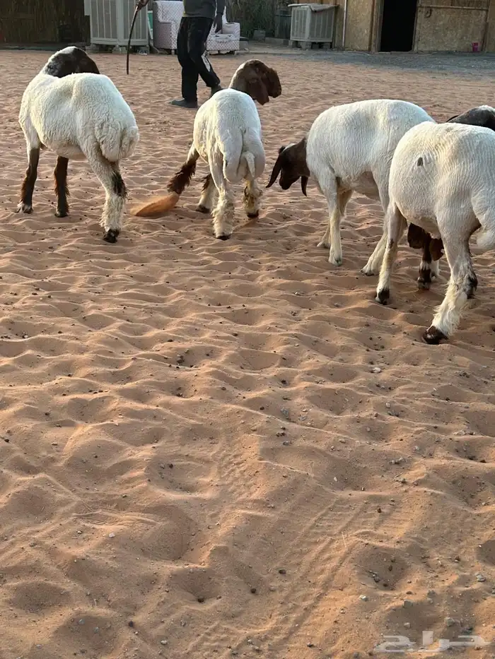7 بفحلها كلها اعمارها من 6 شهور وفوق محلقه جاهزه 2