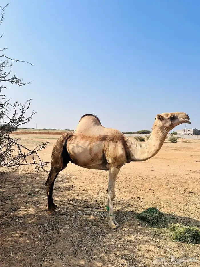 ناقه اركيه 1