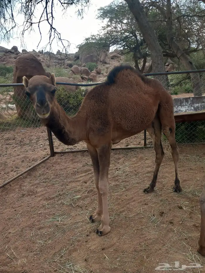 قعدان 2