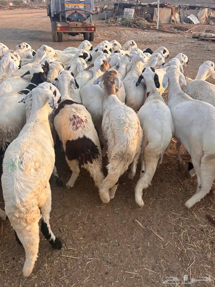 طليان سواكن تربية أربع شهور 1