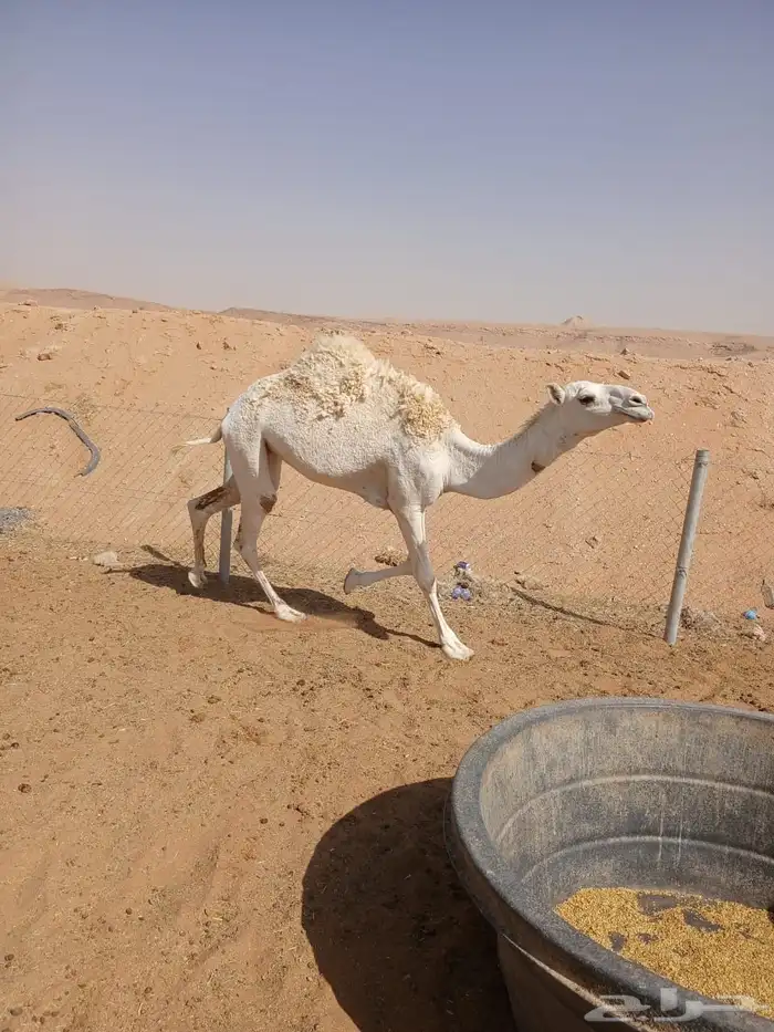عرضين نياق وبكار للبيع ارجوا قراءة الاعلان كاملا  وبتركيز 18