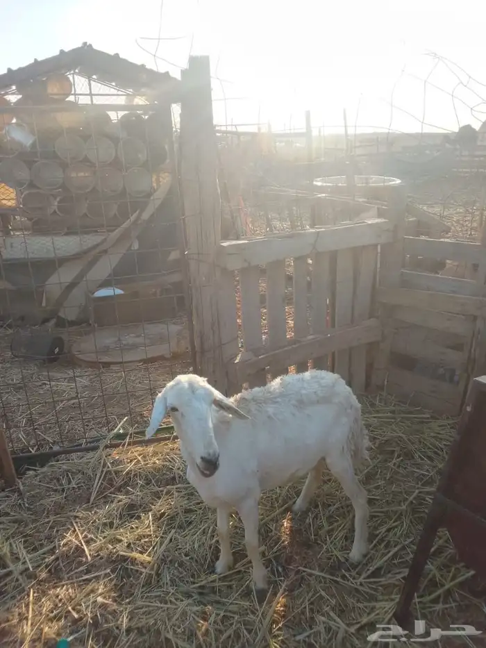 حريه رباع 0