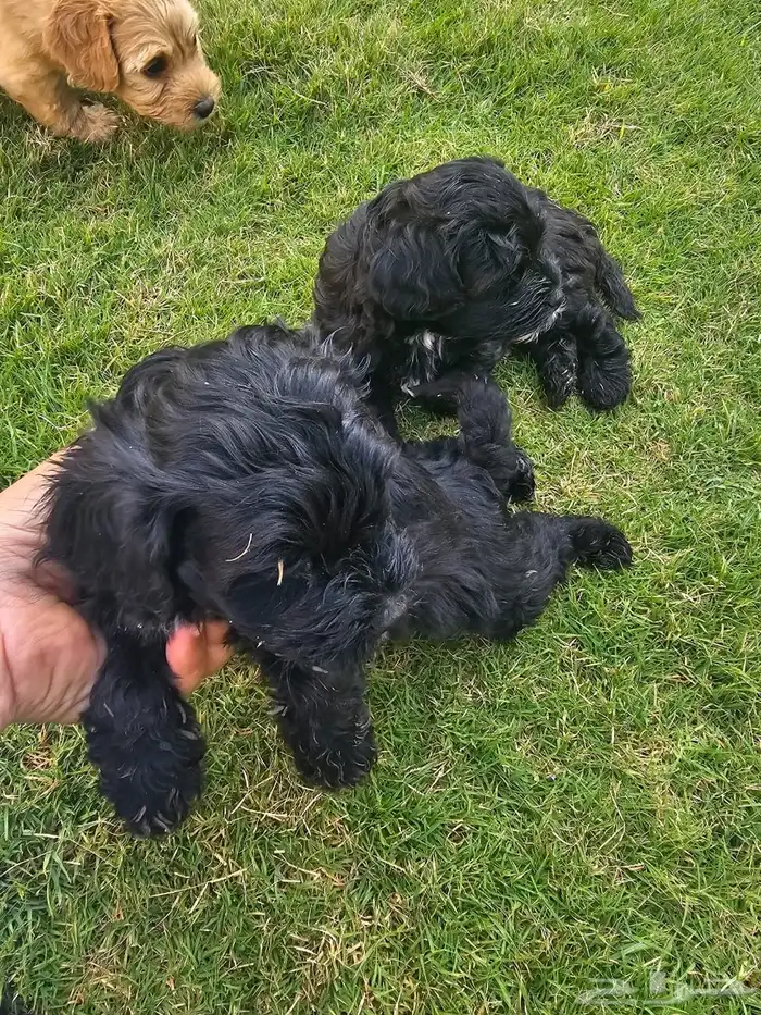 جراء مع امهم ( يوجد كرت تطعيمات واوراق) 8