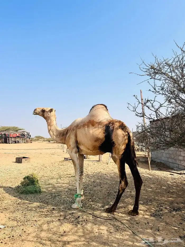 ناقه اركيه 2