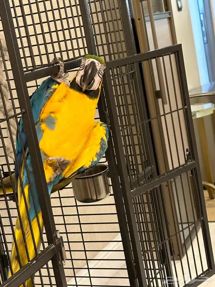 Blue and Gold Macaw (sold) (انباع) 8
