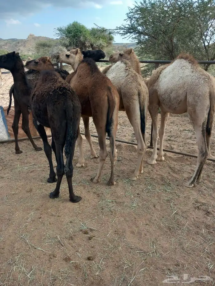 قعدان 0