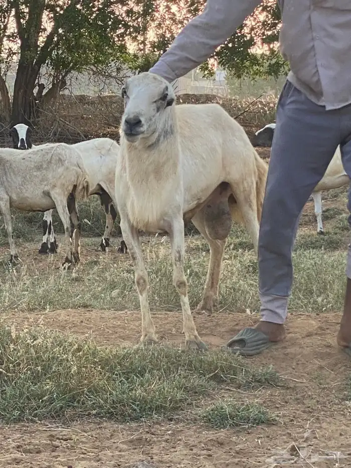 كبش فحل شرط 0