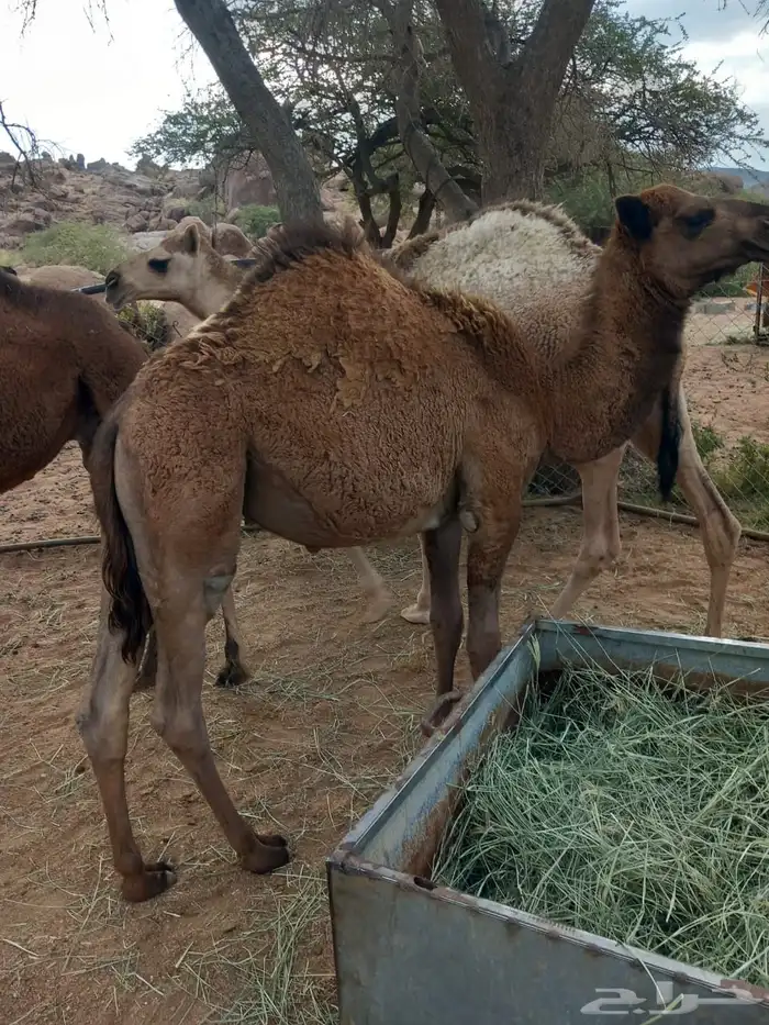 قعدان 7