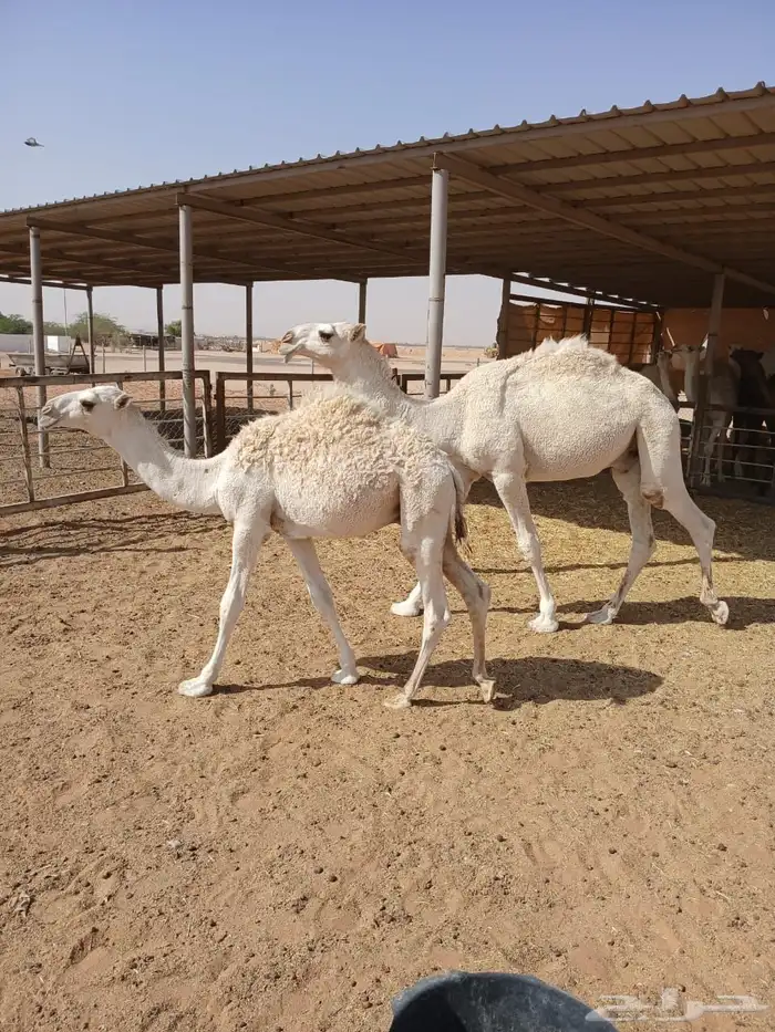 عرضين قعدان وضح 10