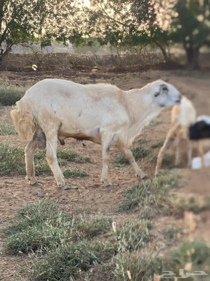 كبش فحل شرط 2