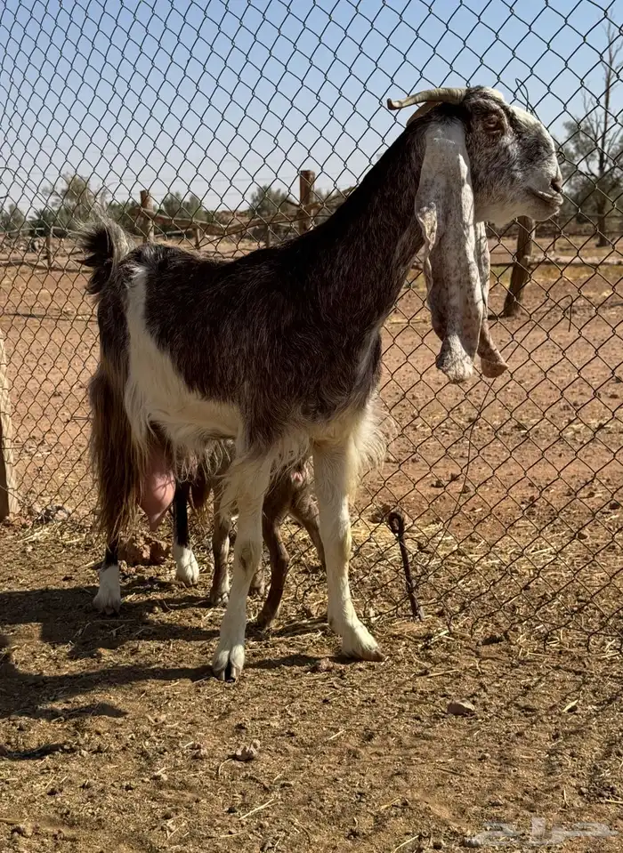 بيعن الله يبارك له معزا مطورات ولد حليب وافر 1